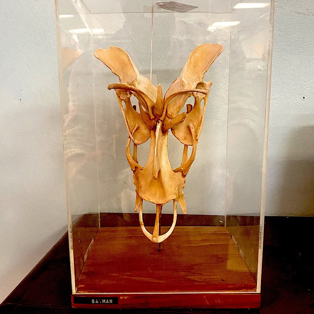 Oddities bone sculpture Bat Man